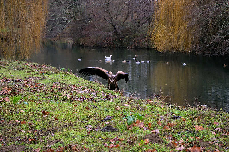 Vautour